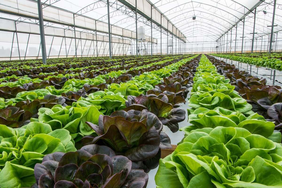 Favorite Vegetables To Grow In A Greenhouse