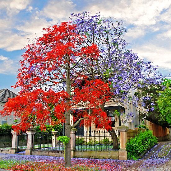 Flamboyant Flame Tree